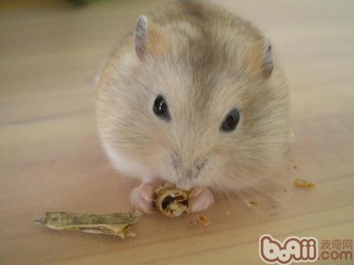 仓鼠布丁成年一般身长多少体重多少