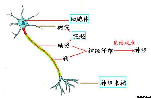 神经纤维,神经,神经元,神经末梢的关系与结构