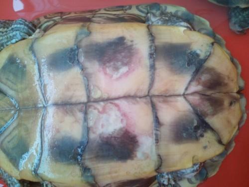 巴西龟 腹壳发红是什么病啊?