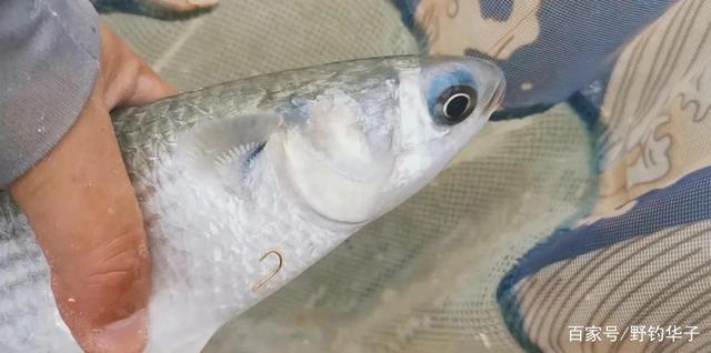 乌头鱼的最佳钓法(建议收藏)