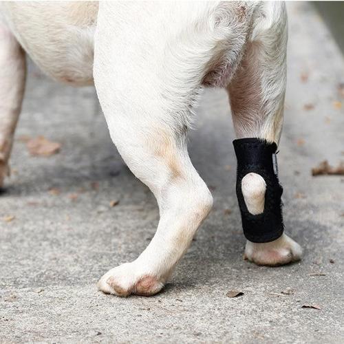 后腿狗腿辅助前腿残疾支架宠物宠物狗夹板护具其它