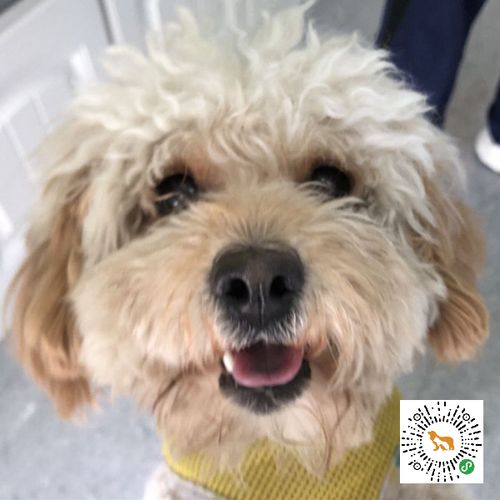 1岁泰迪梗串领养(已领养)