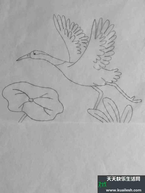 鹤跳舞简笔画