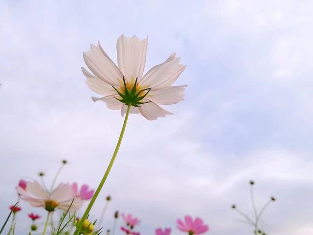 格桑花美好幸福的象征