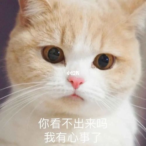 弱小可怜无助,太卑微了~_表情包_我最爱的表情包_素材