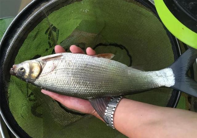 野钓青尾鲴这么钓鲴鱼正口轻松很多