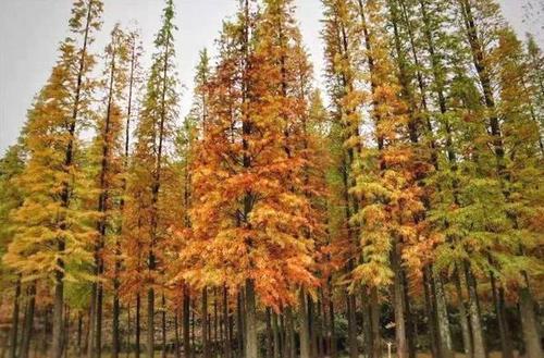 广东落羽杉价格是多少