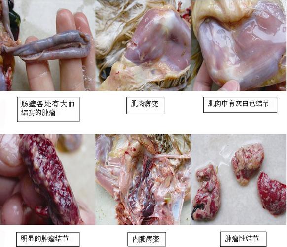 马立克氏病的介绍