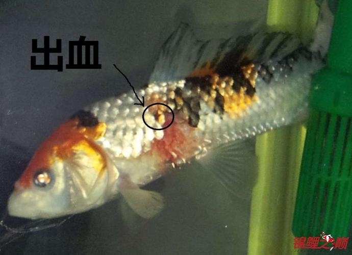 锦鲤掉鳞问题! - 锦鲤疾病 - 龙巅锦鲤鱼
