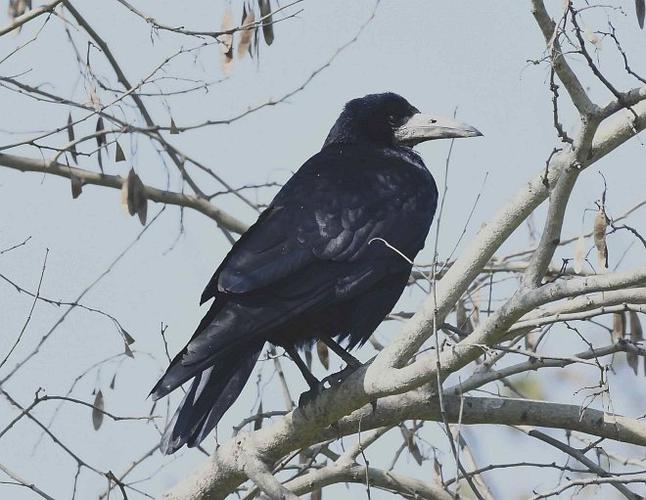  p>秃鼻乌鸦(学名: i>corvus frugilegus /i>)鸦科鸦属的物种,是一种