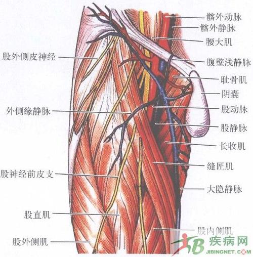 股动脉的介绍