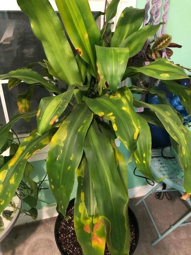 室内的金心香龙血树叶子变色,就是这些原因引起的