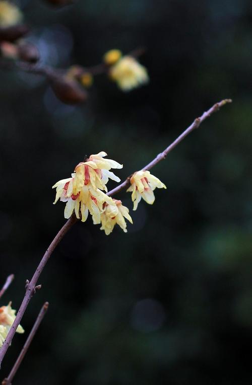 枯木逢春腊梅开