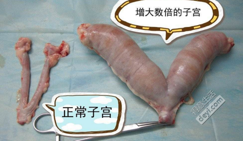 国庆8天,在家照顾我的雪纳瑞老姑娘,疝气手术 子宫蓄脓摘除———突然