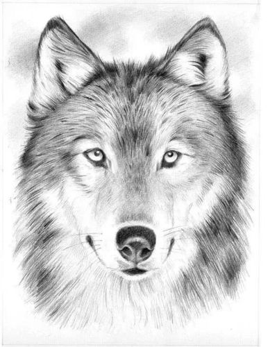 80张精美动物素描画合集,收藏学画