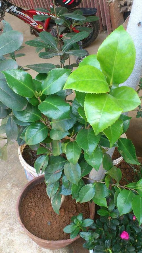 请问这是什么树,椭圆形的叶子,叶边有锯齿的?