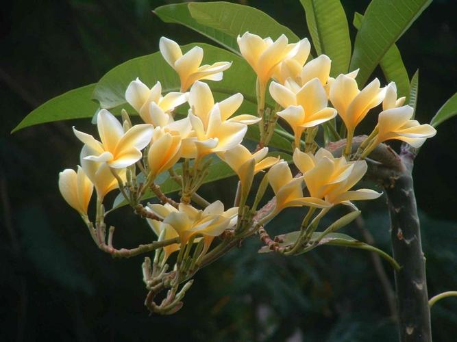 图片大全 植物花卉 钝叶鸡蛋花图片 > 钝叶鸡蛋花图片 第7张