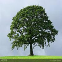一棵苍天大树头像