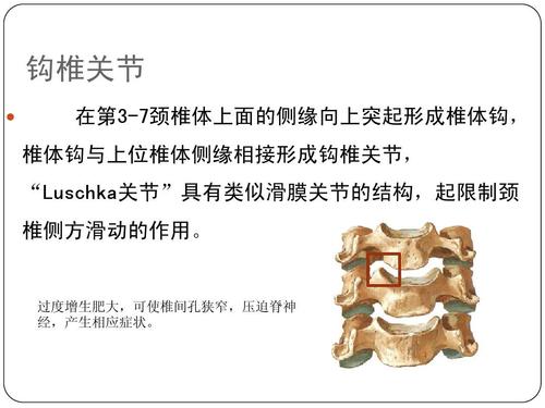 无忧文档 所有分类 医药卫生 临床医学 颈椎病康复ppt  钩椎关节   在