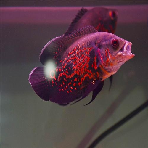 地图鱼繁殖寿命