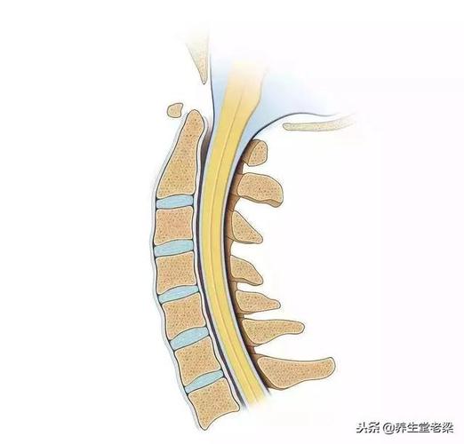 正常颈椎和脊髓横截面