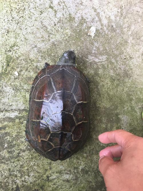 这是什么乌龟?