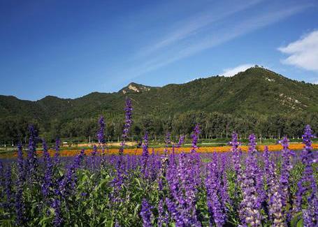 "四季花海" 迎盛放期