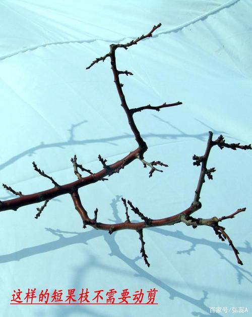 盛果期杏树怎样修剪?