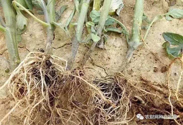 高温高湿谨防茎基腐病!