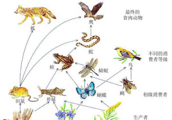 一个食物链一般包括3—5个环节:一个植物, 一个以植物为食料的动物