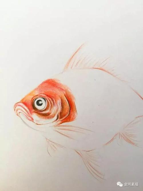 画鱼难画鳞啊!鱼鳞排列一定要有序自然!注意结构,色彩的变化趋势!