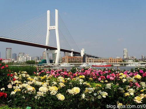 黄浦滨江(7)杜鹃园月季园