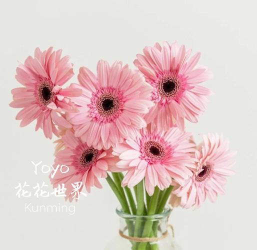 稀有鲜花弗朗花手捧扶郎花家居办公室装饰活动开展花瓶插花