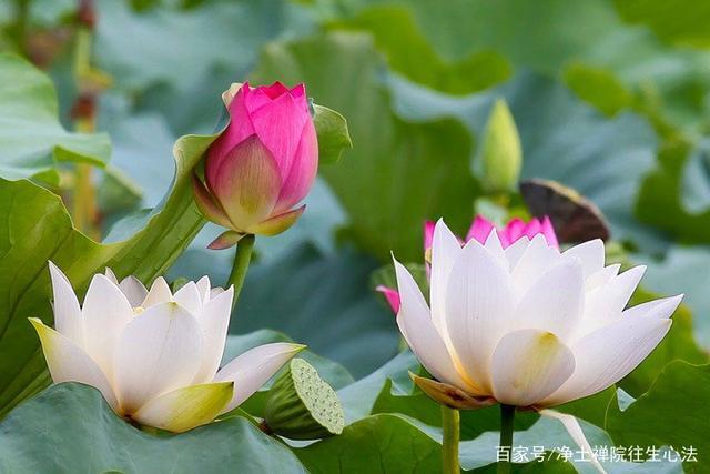 粉丝莲花