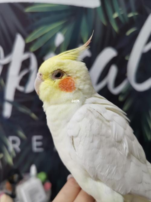 玄凤眼睛怎么了,大家有知道的么_眼药水_玄凤鹦鹉_宠物_宠物其他