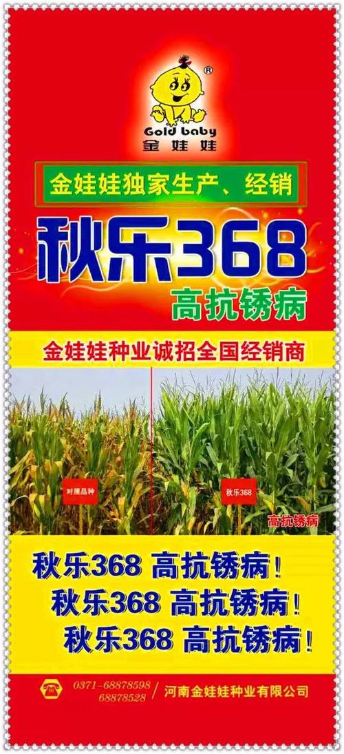 河南金娃娃种业独家新品种,红轴大棒高产稳产,高抗倒伏秋乐368!