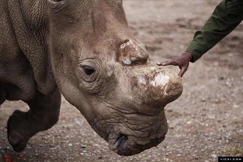 犀牛角每公斤4万英镑 唯一幸存雄白犀被迫切角