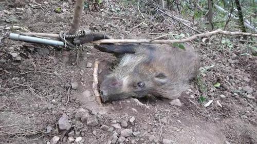 茂密的芦苇中狩猎野猪