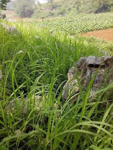 茅草   