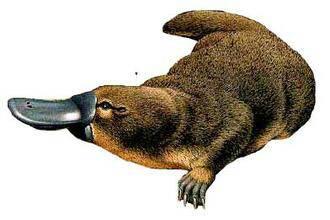 鸭嘴兽是一种嘴和 脚像鸭子,而身体和尾部像海狸的哺乳类动物