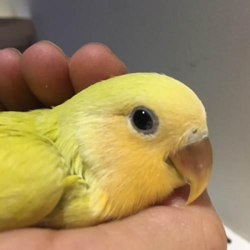 预定手养 牡丹鹦鹉 金面澳桂宝宝