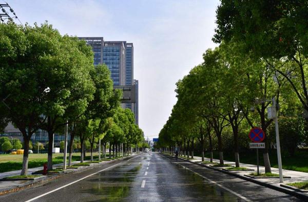 常见行道树树种大全-种植技术-中国花木网