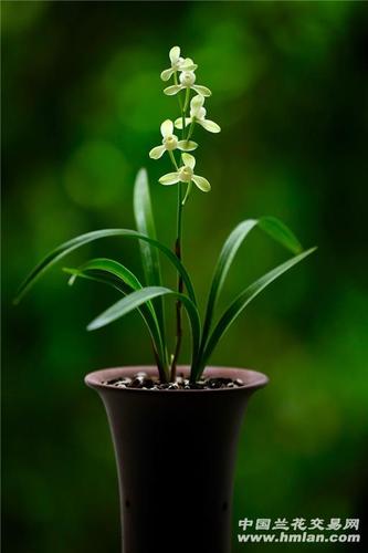 大唐宫粉,及求拍照指导!-建兰篇-中国兰花交易网社区