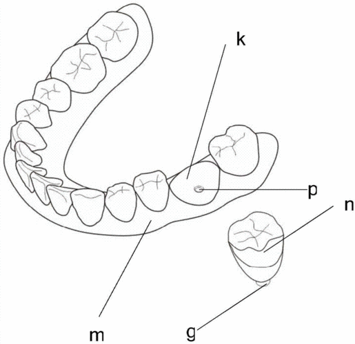 cn203493757u_一种牙齿模型有效