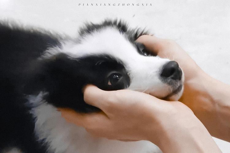 宋亚轩出来发狗