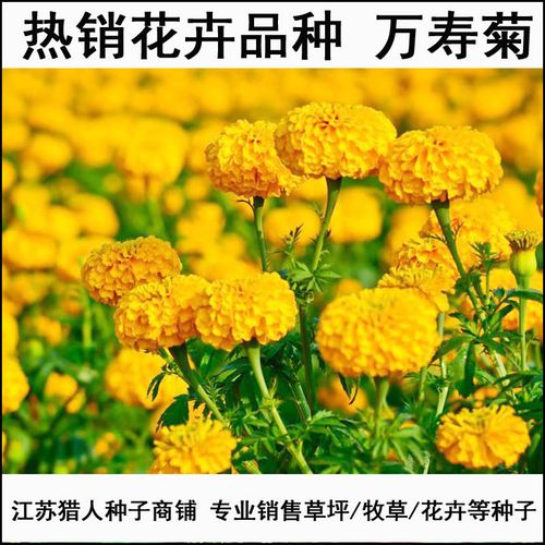万寿菊种子臭橘臭芙蓉耐寒四季播种草花阳台盆栽工程绿化种子包邮_7折