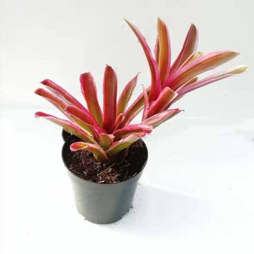 小型积水凤梨金边彩虹雨林缸造景易群生阳台窗台庭院观赏植物