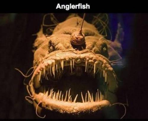 每日猎奇19种来自地狱深处的恐怖生物深海恐惧症慎点