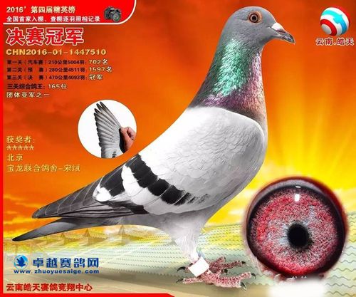 云南皓天赛鸽竞翔中心决赛冠军