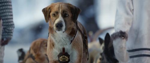 电影主要讲的是一只狗从"狗生"转变为"狼生"的故事,剧情是这样,但是